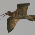 curlew