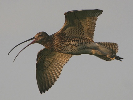 curlew