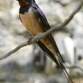 swallow