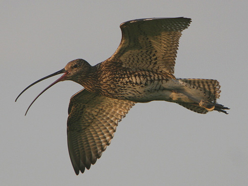 curlew