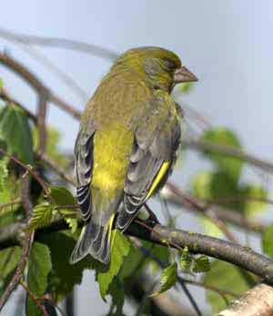 finch